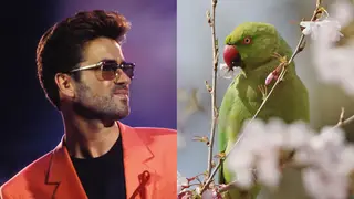George Michael was not responsible for setting loose the first wild parakeets