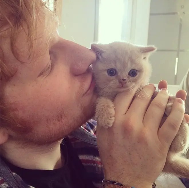 Ed Sheeran and cat