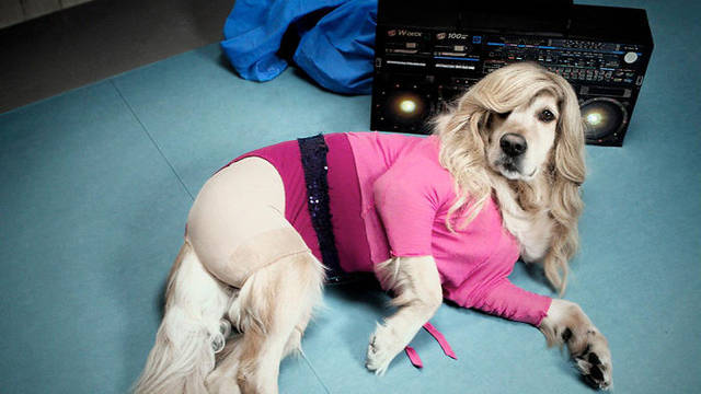 Madonna album covers given dog makeover