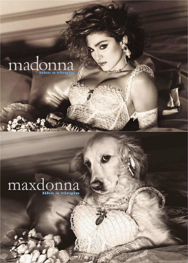 Madonna album recreated with dogs