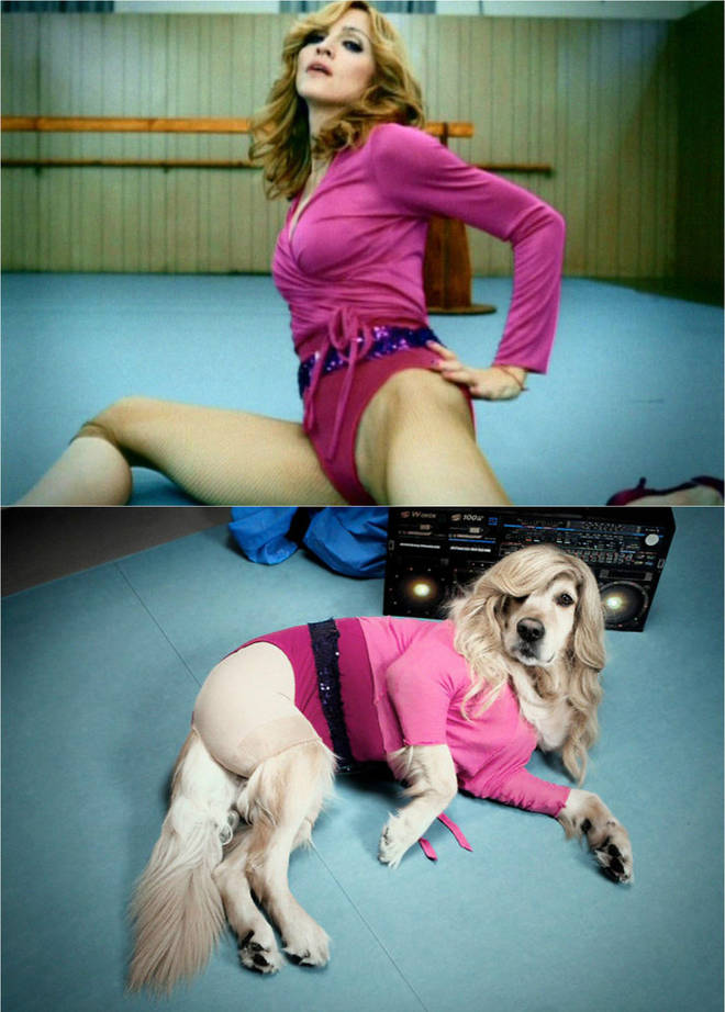 Madonna album recreated with dogs