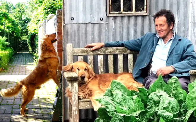 Monty Don shares emotional tribute to mark his late dog Nigel’s 12th birthday