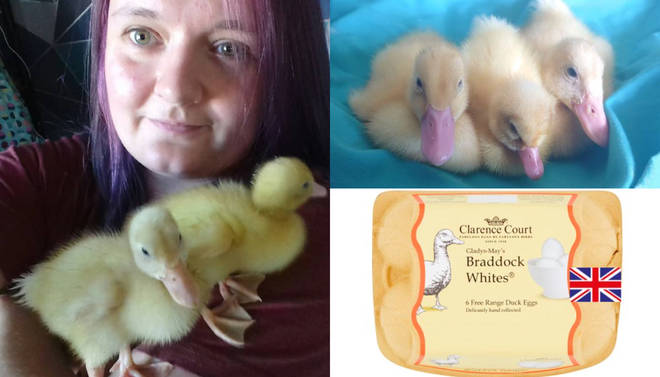 Charli Lello hatched Beep, Peep and Meep from a carton of Waitrose bought free range e eggs