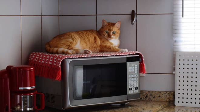 Microwave cat