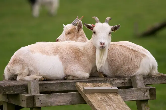 The farm in Abergele, North Wales said it would be closing for the remainder of 2020 due to filming commitments (stock image)