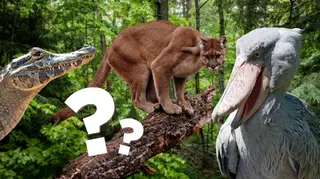 Can you name these obscure animals?