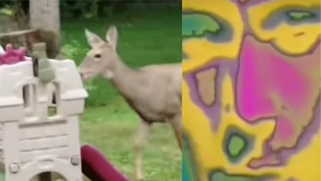 Deer/Phil