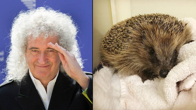 Brian May has helped Phil the hedgehog on his road to recovery