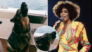 A dog has belted out Whitney Houston's classic