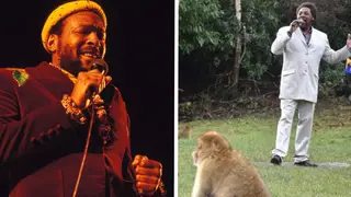 Marvin Gaye... and a monkey forest