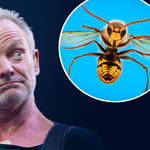 Sting reveals the origin of his stage name – even though it started as a joke