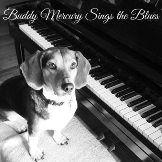 Buddy Mercury has an album of classics with proceeds going to animal shelters