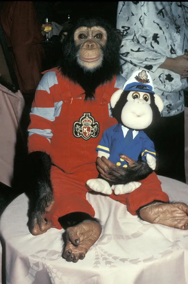 The 40-year-old chimpanzee celebrated his birthday with a party thrown by the staff of his sanctuary, he Center for Great Apes in Wauchula. (pictured in the 1980s)