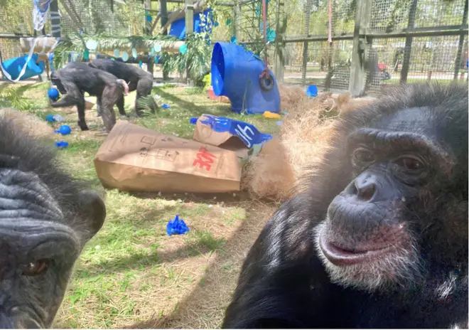 Michael and Bubbles were inseparable for several years, with the ape initially living in Jackson's Los Angeles family home (pictured in Florida in April 2023)