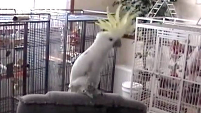 Cockatoo Snowball performs to Queen